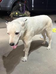 Found/Stray Female Dog last seen Cottonwood Ave Hesperia ca, Hesperia, CA 92344