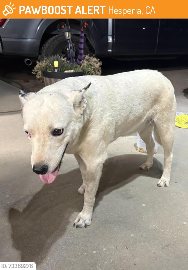 Found/Stray Female Dog last seen Cottonwood Ave Hesperia ca, Hesperia, CA 92344