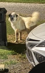 Reunited Unknown Dog last seen Reeves Island Rd, Gold Hill, NC 28071