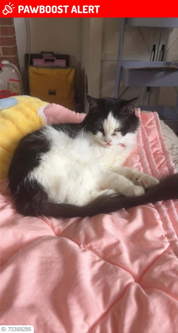Lost Female Cat last seen hatteras lane and sedwick lane, North Springfield, VA 22151