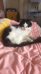 Lost Female Cat last seen hatteras lane and sedwick lane, North Springfield, VA 22151