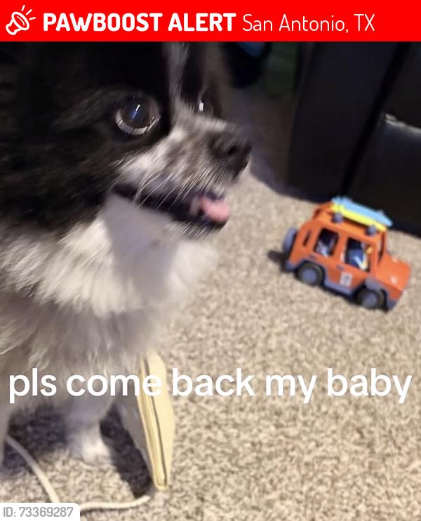 Lost Male Dog last seen Talley rd, San Antonio, TX 78253