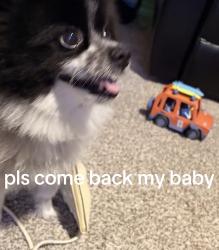 Lost Male Dog last seen Talley rd, San Antonio, TX 78253