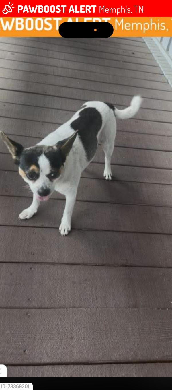 Lost Male Dog last seen Cotton Plant Cove, Memphis, TN 38119