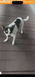 Lost Male Dog last seen Cotton Plant Cove, Memphis, TN 38119