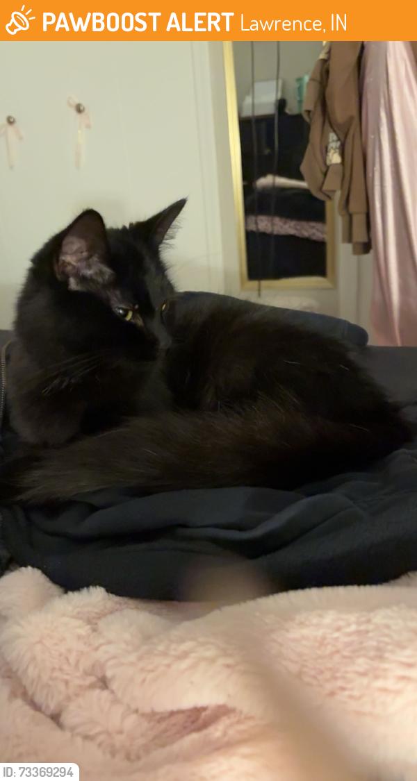 Found/Stray Female Cat last seen at apmts, Lawrence, IN 46226
