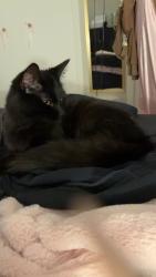 Found/Stray Female Cat last seen at apmts, Lawrence, IN 46226