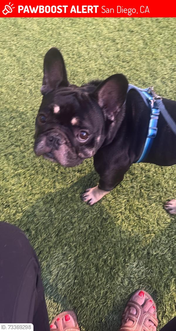 Lost Male Dog last seen Crescent Garden complex, San Diego, CA 92115