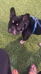Lost Male Dog last seen Crescent Garden complex, San Diego, CA 92115