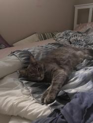 Lost Male Cat last seen Cambridge St N, Ottawa, ON 