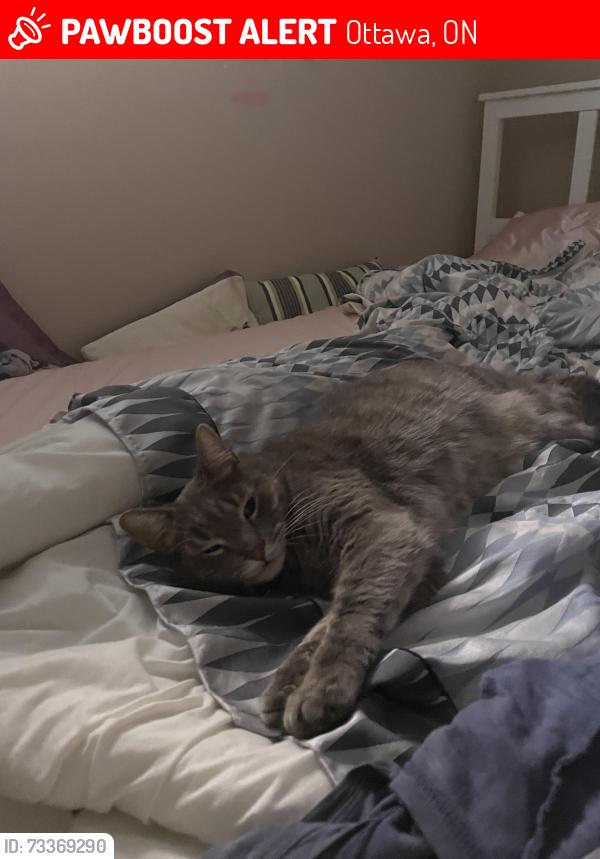 Lost Male Cat last seen Cambridge St N, Ottawa, ON 