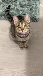 Reunited Female Cat last seen Backcountry Dr, Apollo Bay& Brightpark wy, Little Elm, TX 75068