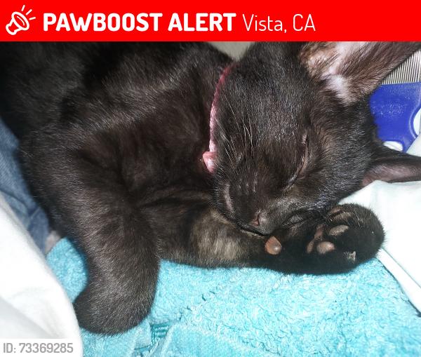 Lost Female Cat last seen La tortuga near the vista courthouse, Vista, CA 92081