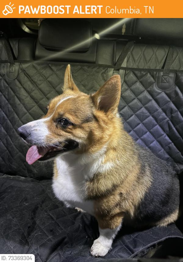 Found/Stray Male Dog last seen Shell station near Spring Hill high school, Columbia, TN 38401
