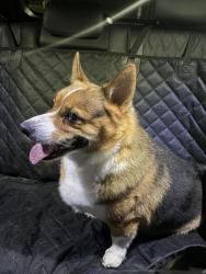 Found/Stray Male Dog last seen Shell station near Spring Hill high school, Columbia, TN 38401