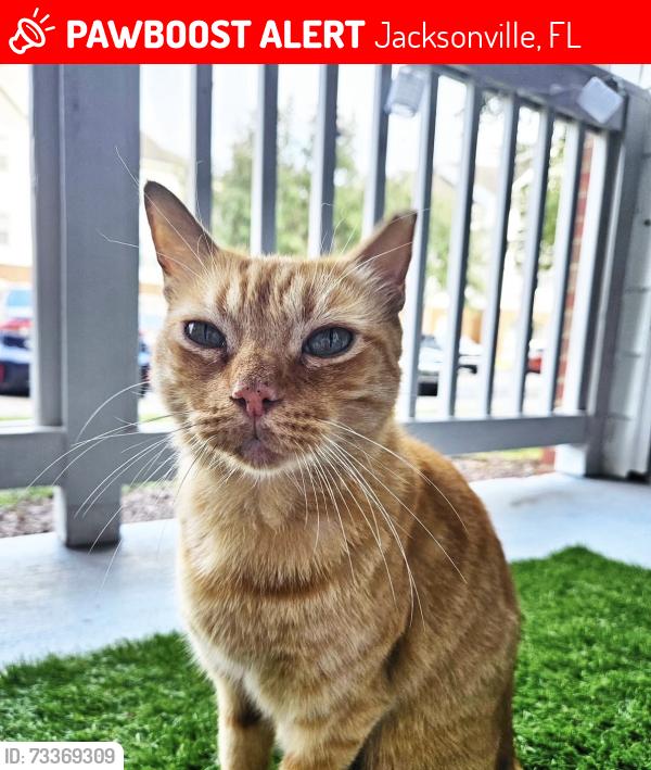 Lost Male Cat last seen Famous Amos Normandy blvd Jacksonville, FL, Jacksonville, FL 32221
