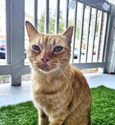 Lost Male Cat last seen Famous Amos Normandy blvd Jacksonville, FL, Jacksonville, FL 32221