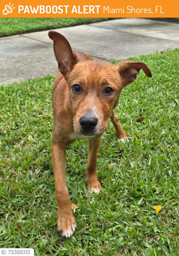 Found/Stray Female Dog last seen Near 97th street Miami shores, fl, Miami Shores, FL 33138
