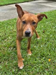 Found/Stray Female Dog last seen Near 97th street Miami shores, fl, Miami Shores, FL 33138