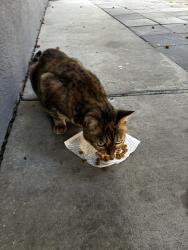 Found/Stray Unknown Cat last seen Richmond Blvd & Randwick, Oakland, CA 94611
