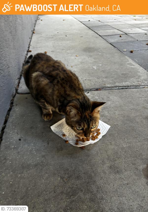 Found/Stray Unknown Cat last seen Richmond Blvd & Randwick, Oakland, CA 94611