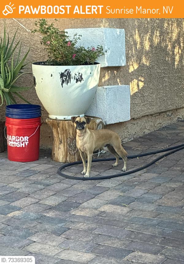 Found/Stray Male Dog last seen Betty Ln & Walnut Ave., Sunrise Manor, NV 89110