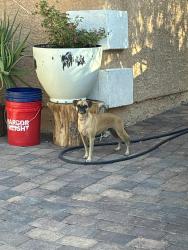 Found/Stray Male Dog last seen Betty Ln & Walnut Ave., Sunrise Manor, NV 89110