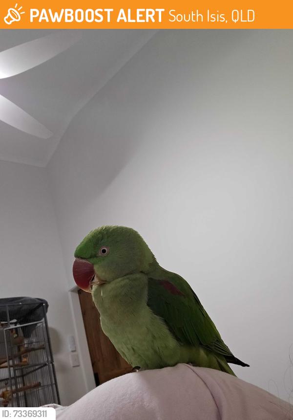 Found/Stray Female Bird last seen South isis, South Isis, QLD 4660