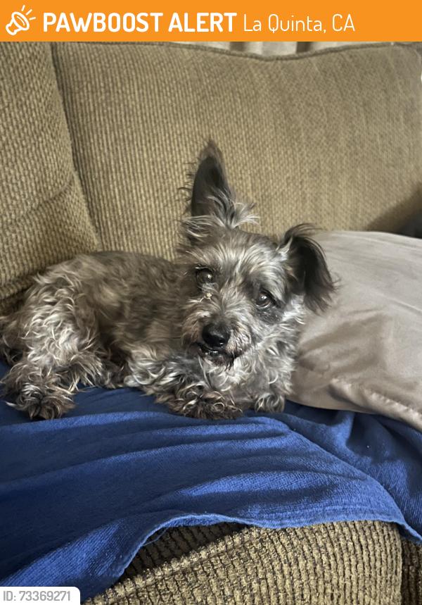 Found/Stray Male Dog last seen Eisenhower Dr & Avenida Madrid, La Quinta, CA 92253