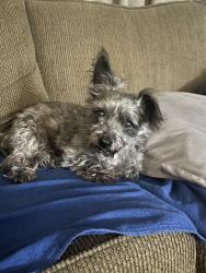 Found/Stray Male Dog last seen Eisenhower Dr & Avenida Madrid, La Quinta, CA 92253
