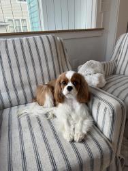 Lost Male Dog last seen Grant street, near Thoma’s Meat Market, Iowa City, IA 52240