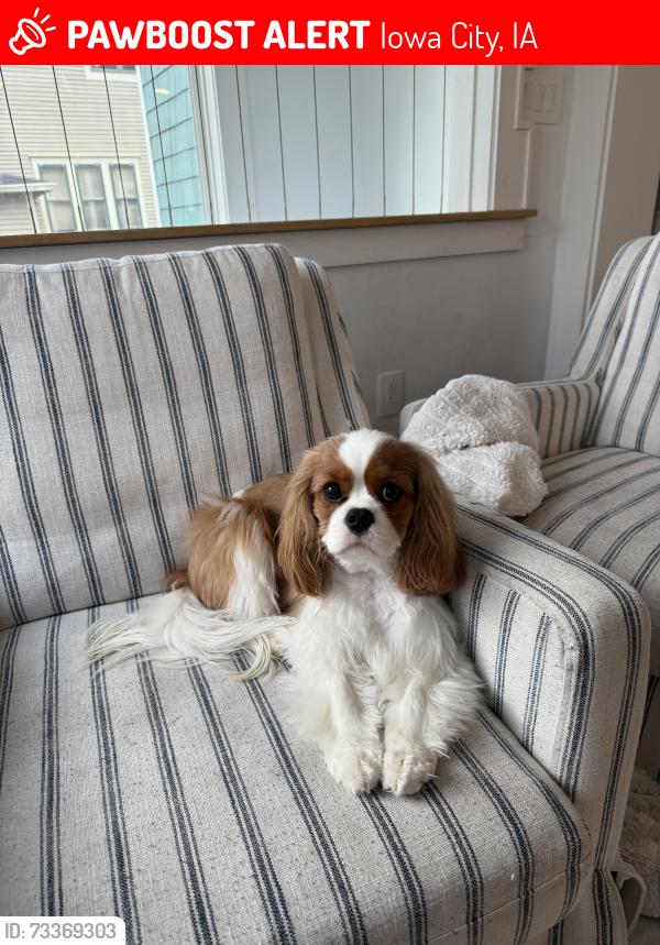 Lost Male Dog last seen Grant street, near Thoma’s Meat Market, Iowa City, IA 52240