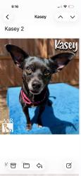 Reunited Female Dog last seen Eaglenest and Rankin Rd in Timberwood Subdivision, Humble, TX 77396