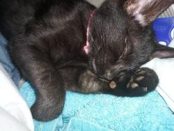 Lost Female Cat last seen Marsopa dr vista 92081, Vista, CA 92081
