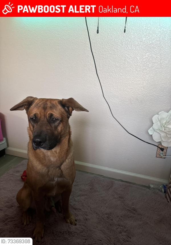 Lost Male Dog last seen San Pablo & 62nd near GOLDEN GATE PARK, Oakland, CA 94612