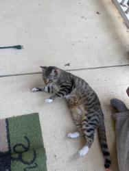 Found/Stray Male Cat last seen Bell Rd, Greenville, SC 29607