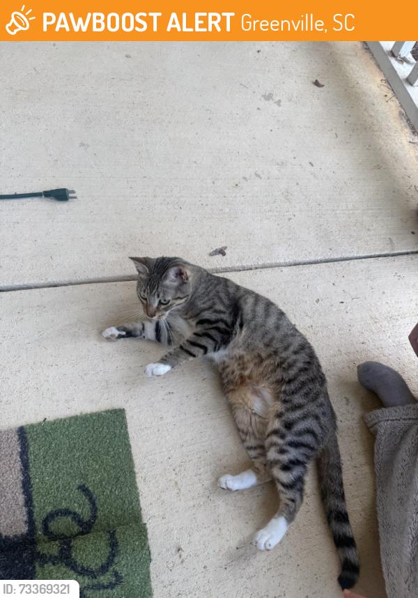 Found/Stray Male Cat last seen Bell Rd, Greenville, SC 29607