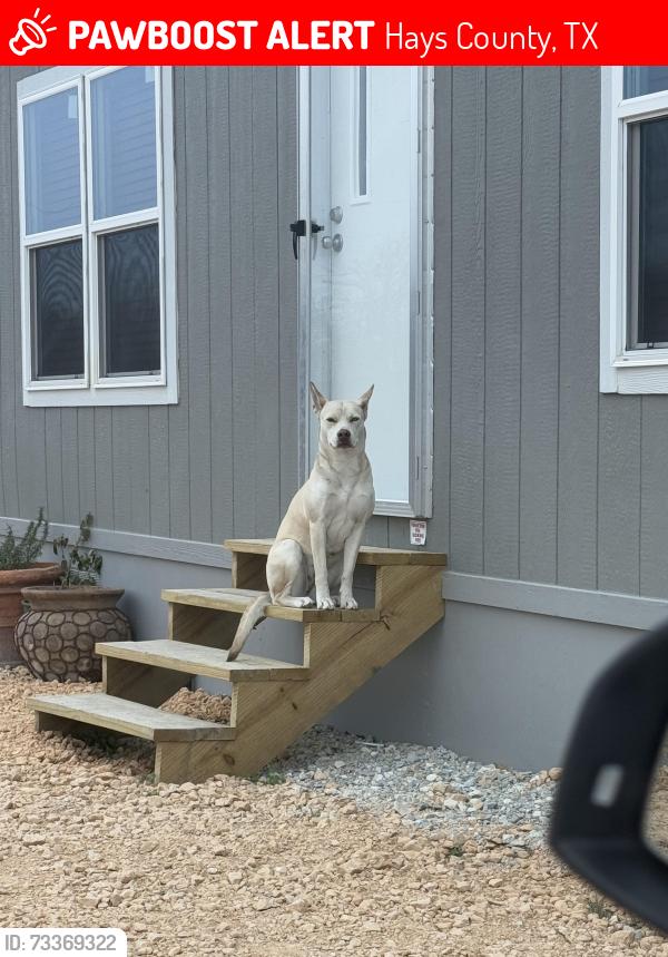 Lost Female Dog last seen Petras way, Hays County, TX 78640