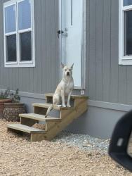 Lost Female Dog last seen Petras way, Hays County, TX 78640