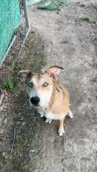 Reunited Female Dog last seen walls elementary, Walls, MS 38680