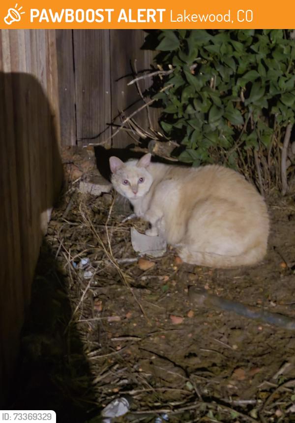 Found/Stray Unknown Cat last seen Mississippi and Wadsworth, Lakewood, CO 80215