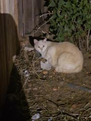 Found/Stray Unknown Cat last seen Mississippi and Wadsworth, Lakewood, CO 80215