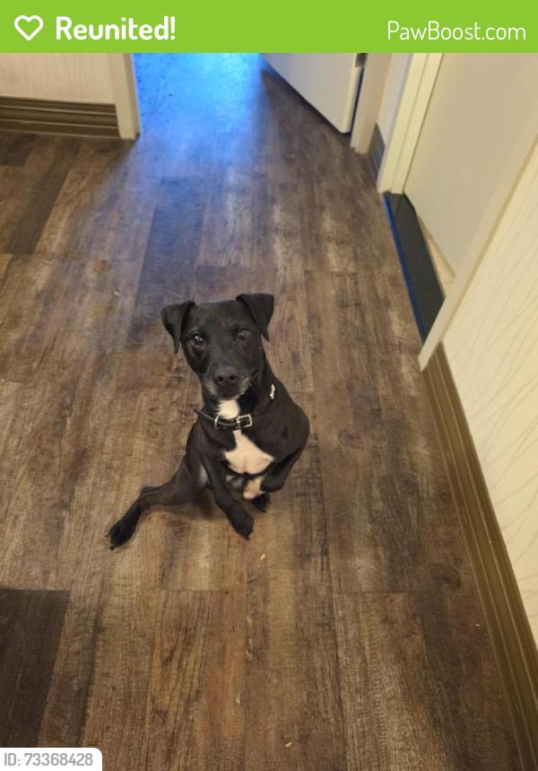 Reunited Male Dog last seen Haymaker road, Monroeville, PA 15146