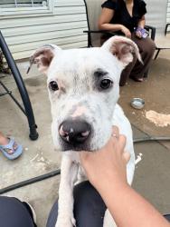Found/Stray Male Dog last seen Wilson grove Rd. Mint Hill, NC, Mint Hill, NC 28227