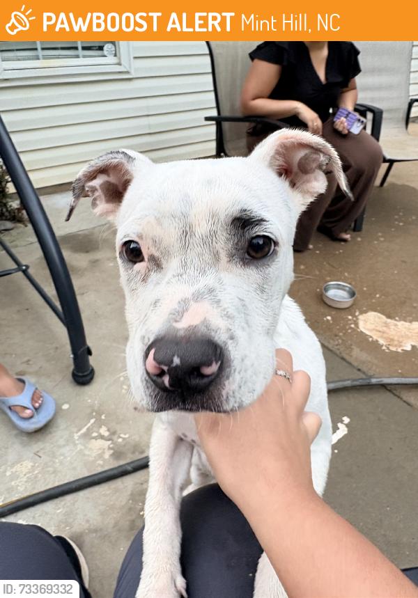 Found/Stray Male Dog last seen Wilson grove Rd. Mint Hill, NC, Mint Hill, NC 28227