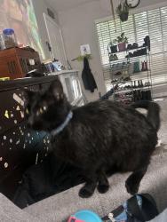 Lost Male Cat last seen Spencer Highway and Lafferty, Pasadena, TX 77504