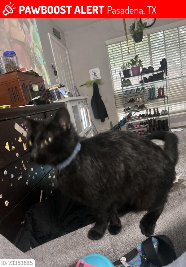 Lost Male Cat last seen Spencer Highway and Lafferty, Pasadena, TX 77504