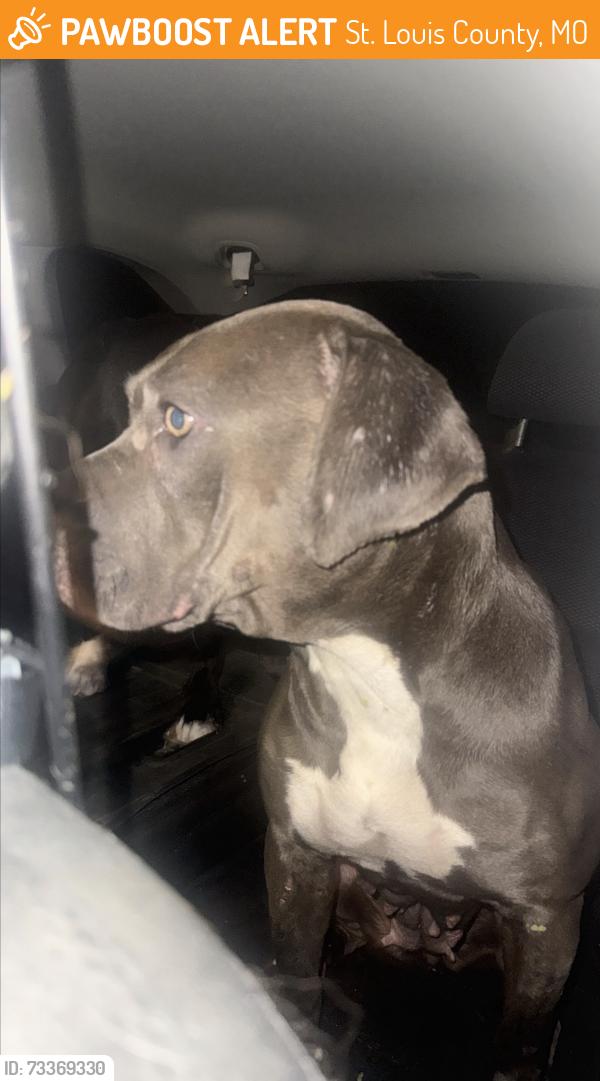 Found/Stray Female Dog last seen WildCare Park, St. Louis County, MO 63138