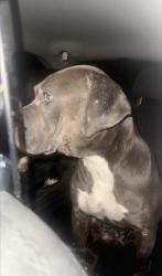 Found/Stray Female Dog last seen WildCare Park, St. Louis County, MO 63138