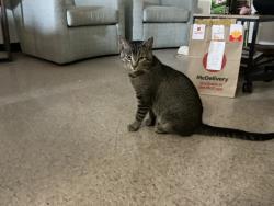 Reunited Male Cat last seen Nevin Hall, foundation villaige, Lancaster, PA 17603